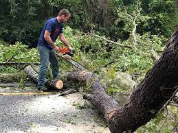 Best Hazardous Tree Removal  in San Diego, CA