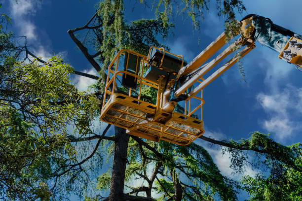 Best Tree Preservation Services  in San Diego, CA