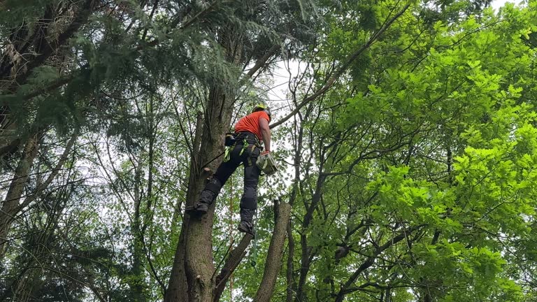 Best Fruit Tree Pruning  in San Diego, CA