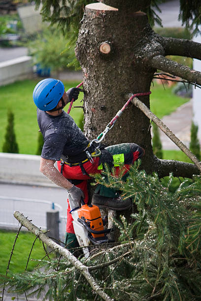 Trusted San Diego, CA Tree Removal Experts
