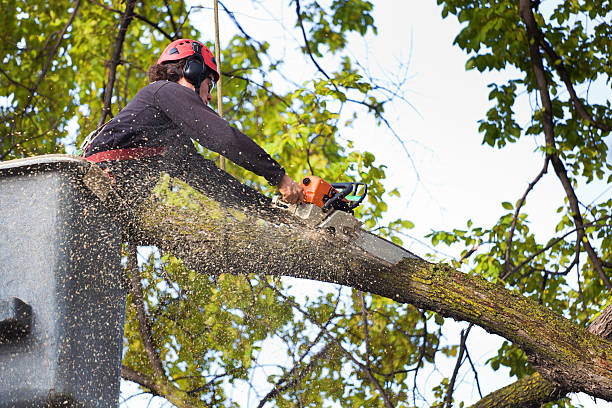 Best Hazardous Tree Removal  in San Diego, CA